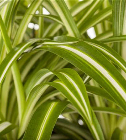 Dicke Luft? Kein Problem mit den richtigen Pflanzen!