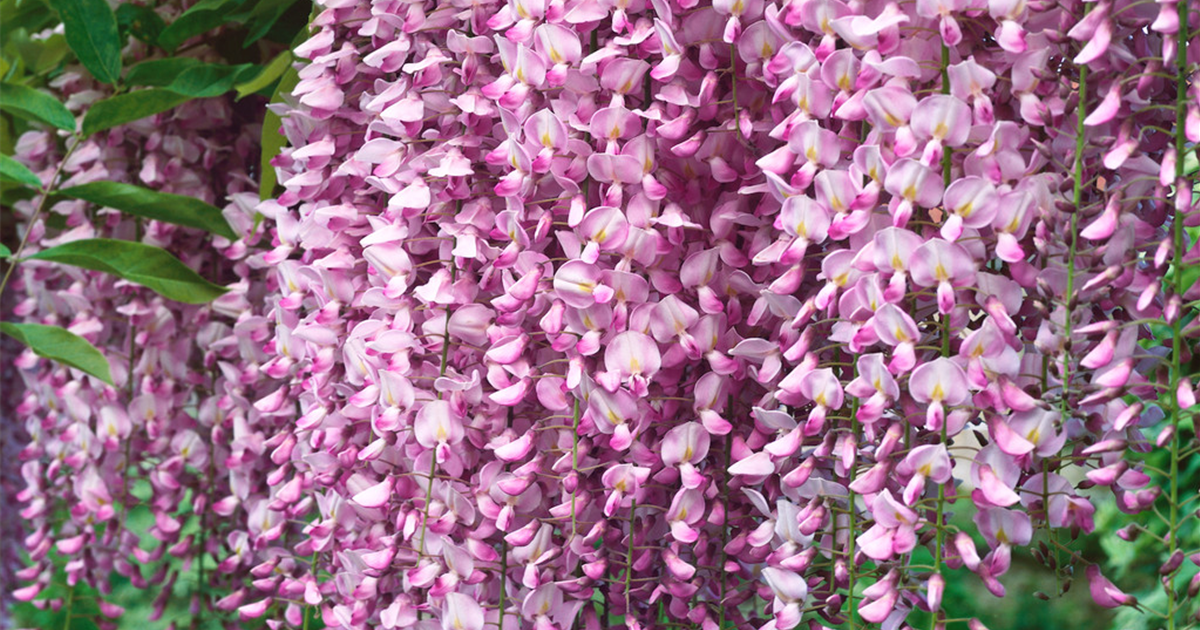 Wisteria sinensis 'Rosea', Chinesischer Blauregen 'Rosea'