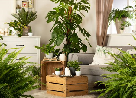 Ein Dschungel im eigenen Wohnzimmer