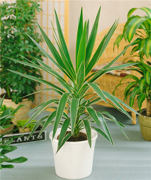 Yucca elephantipes 'Gold Jewel', Riesen-Palmlilie 'Gold Jewel'