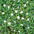 Vinca minor 'Alba'