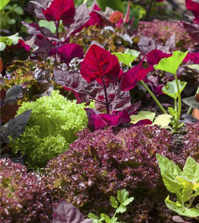 Der Gemüsegarten: Leckere Ernte und dekorative Blüte