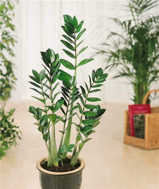 Zamioculcas zamiifolia 'Super Nova', Glcksfeder 'Super Nova'