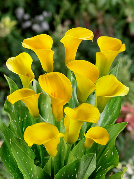 Zantedeschia-Sunshine-R-NL-1200x630-proportionalbiggest.webp