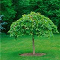 Ulmus glabra