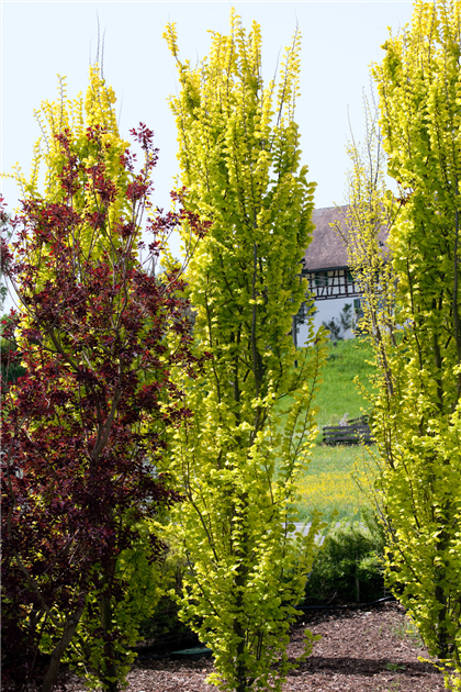 Ulmus x hollandica 'Wredei', Sulen-Goldulme 'Wredei'