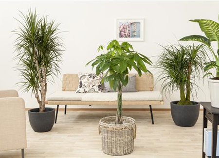 Die Glückskastanie – der asiatische Glücksbringer Die Glückskastanie – der asiatische Glücksbringer