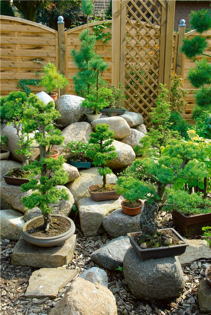 Zimmerbonsai - Stanze Gartencenter in Hannover Hemmingen