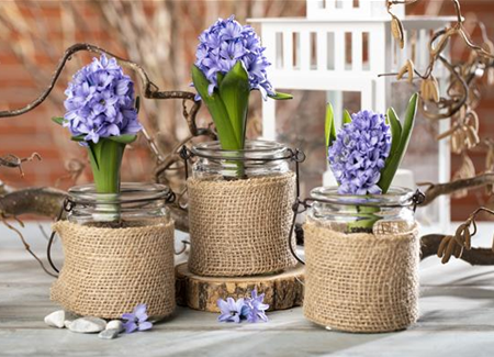 Blumenzwiebeln im Haus – Frühling im Wohnzimmer Blumenzwiebeln im Haus – Frühling im Wohnzimmer