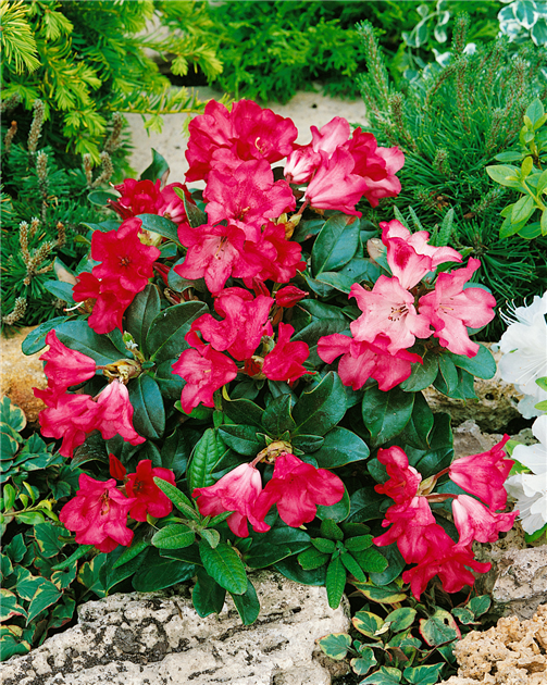 Rhododendron-forrestii-Abendrot-1200x630-proportionalbiggest.webp