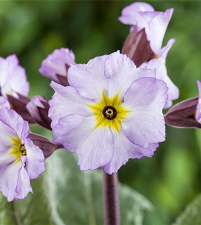 Schlüsselblume - bienenfreundlich und gesund!