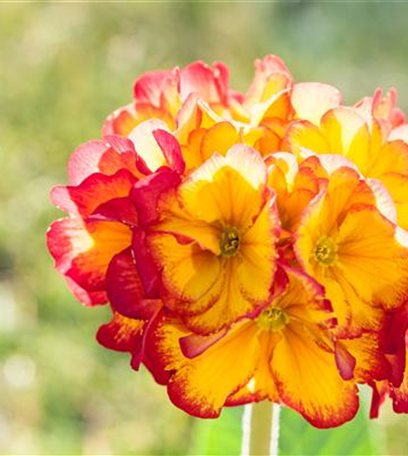 Schlüsselblume - bienenfreundlich und gesund!