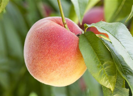 Obstbäume brauchen Sommerschnitt für die optimale Ernte Obstbäume brauchen Sommerschnitt für die optimale Ernte