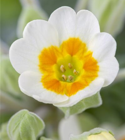 Schlüsselblume - bienenfreundlich und gesund!