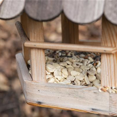 Liebe für alle: zum Valentinstag ein Vogelhaus bauen!