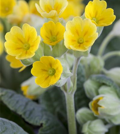 Schlüsselblume - bienenfreundlich und gesund!