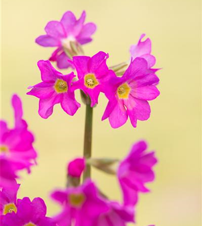 Schlüsselblume - bienenfreundlich und gesund!