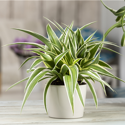 Das Genie unter den Zimmerpflanzen – die Grünlilie Das Genie unter den Zimmerpflanzen – die Grünlilie