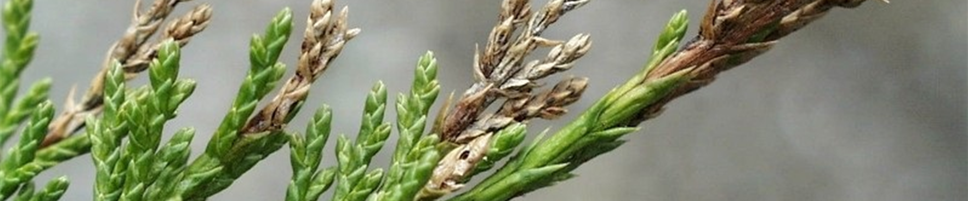 Juniperusminiermotte1-800x600