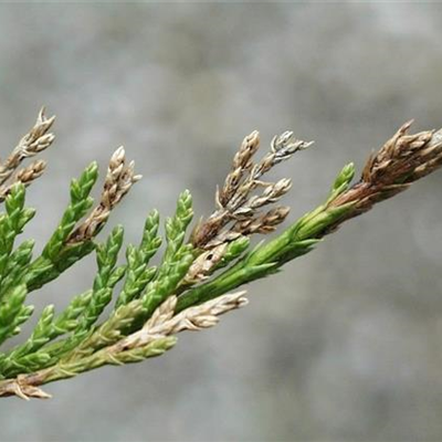 Miniermotte an Wacholder