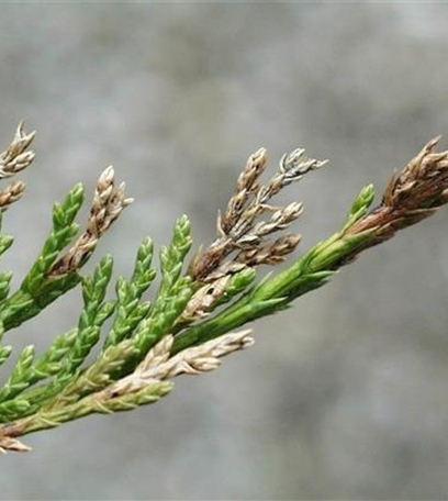 Miniermotte an Wacholder