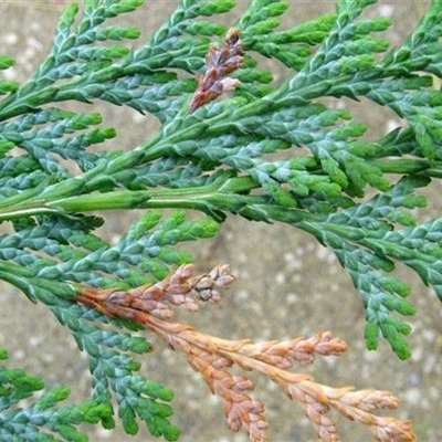 Miniermotten an Scheinzypressen