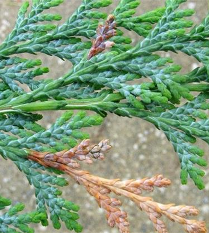 Miniermotten an Scheinzypressen