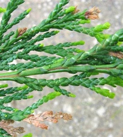 Miniermotten an Scheinzypressen