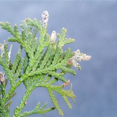Miniermotten an Thuja