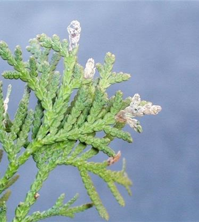 Miniermotten an Thuja