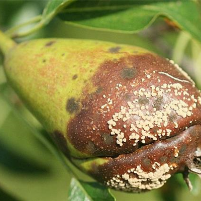 Monilia-Fruchtfäule an Birnen