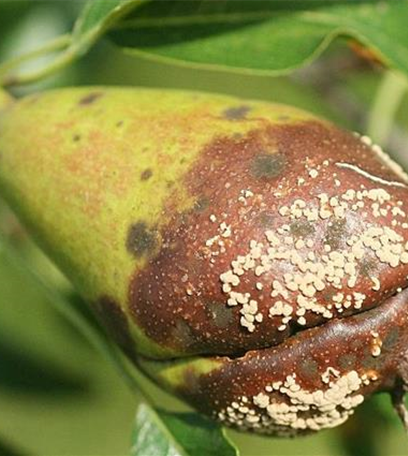 Monilia-Fruchtfäule an Birnen