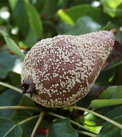 Monilia-Fruchtfäule an Birnen