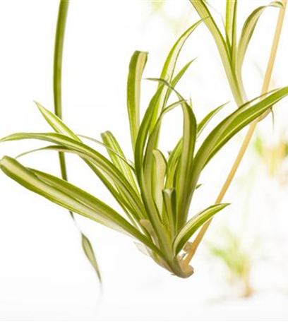 Das Genie unter den Zimmerpflanzen – die Grünlilie