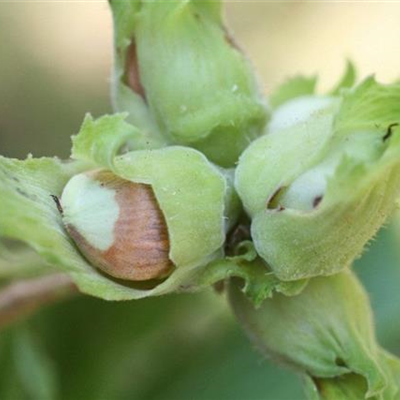 Monilia-Fruchtfäule an Haselnüssen