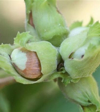 Monilia-Fruchtfäule an Haselnüssen