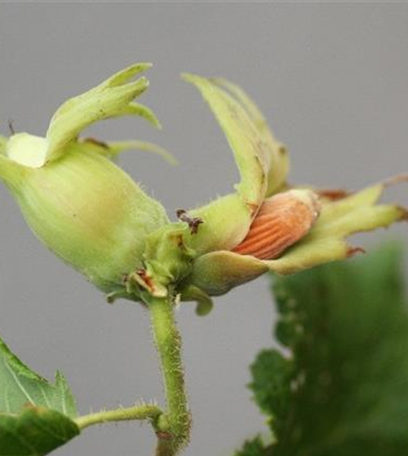 Monilia-Fruchtfäule an Haselnüssen