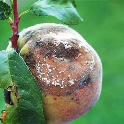 Monilia-Fruchtfäule an Pfirsichen