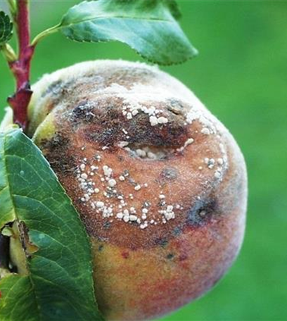 Monilia-Fruchtfäule an Pfirsichen