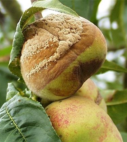 Monilia-Fruchtfäule an Pfirsichen