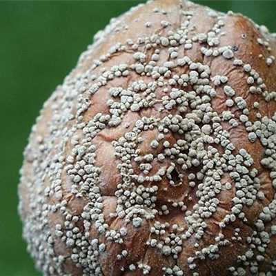 Monilia-Fruchtfäule an Äpfeln