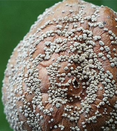 Monilia-Fruchtfäule an Äpfeln