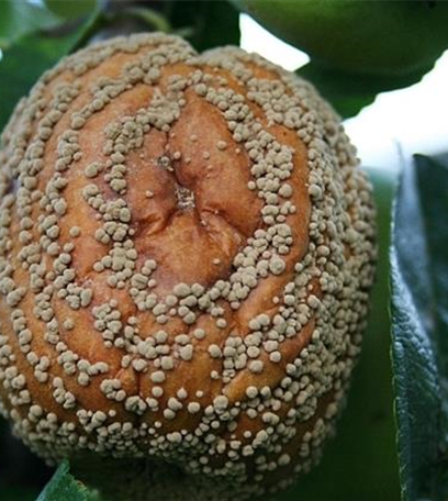 Monilia-Fruchtfäule an Äpfeln