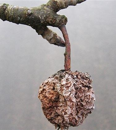 Monilia-Fruchtfäule an Äpfeln