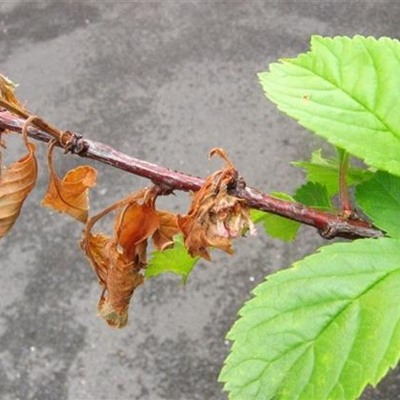 Monilia-Spitzendürre am Mandelbäumchen