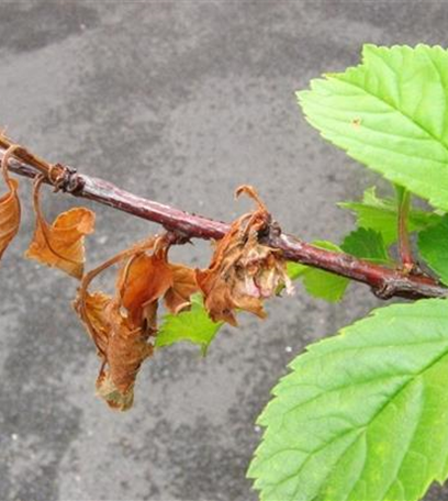 Monilia-Spitzendürre am Mandelbäumchen