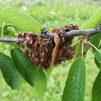 Monilia-Spitzendürre an Kirschen