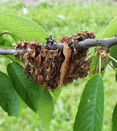 Monilia-Spitzendürre an Kirschen