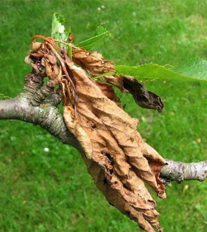 Monilia-Spitzendürre an Kirschen