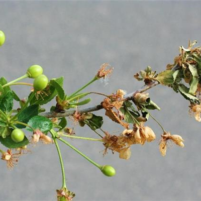 Monilia-Spitzendürrre an Sauerkirschen